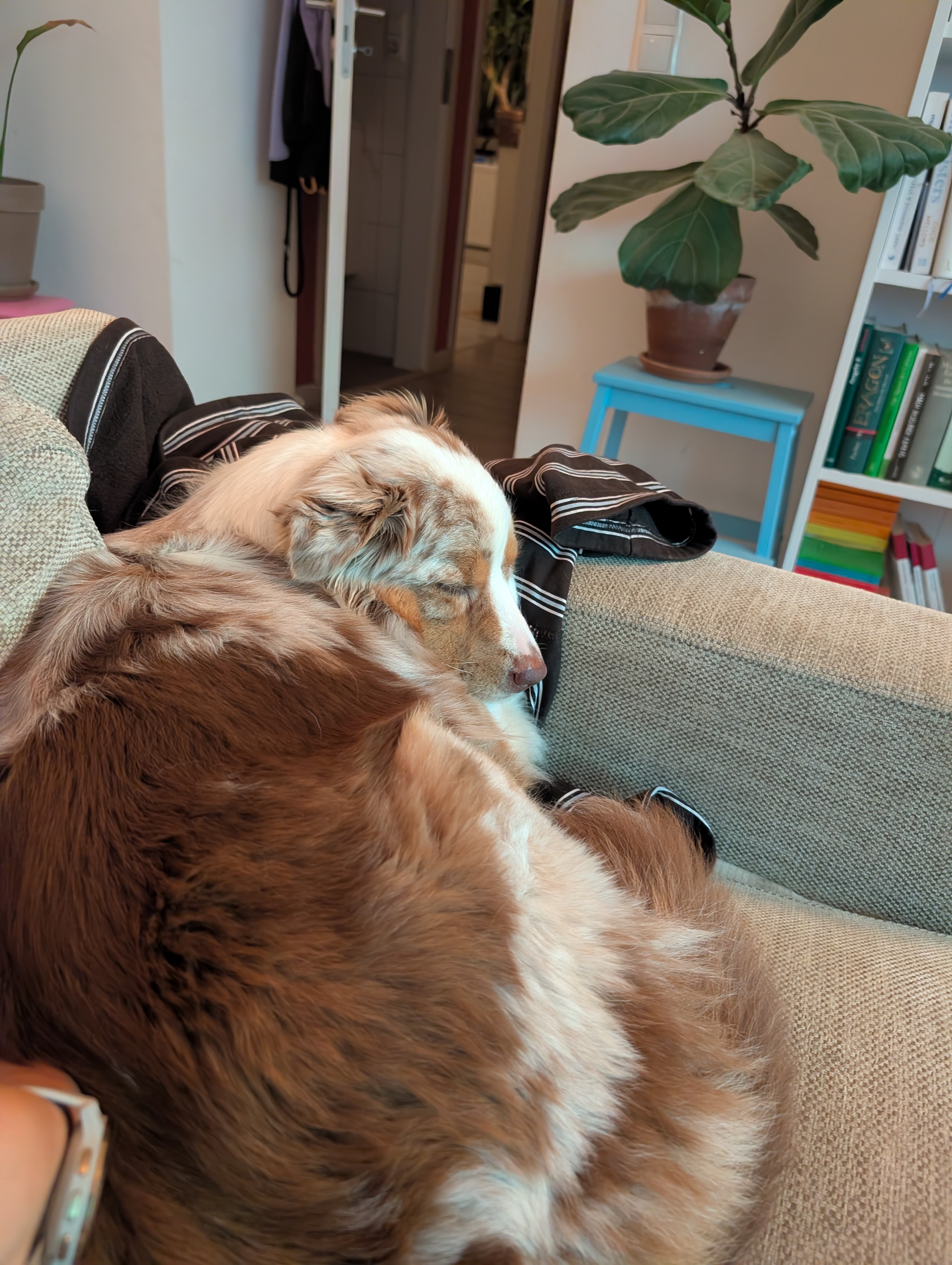 Frieda vom 19.07.2026