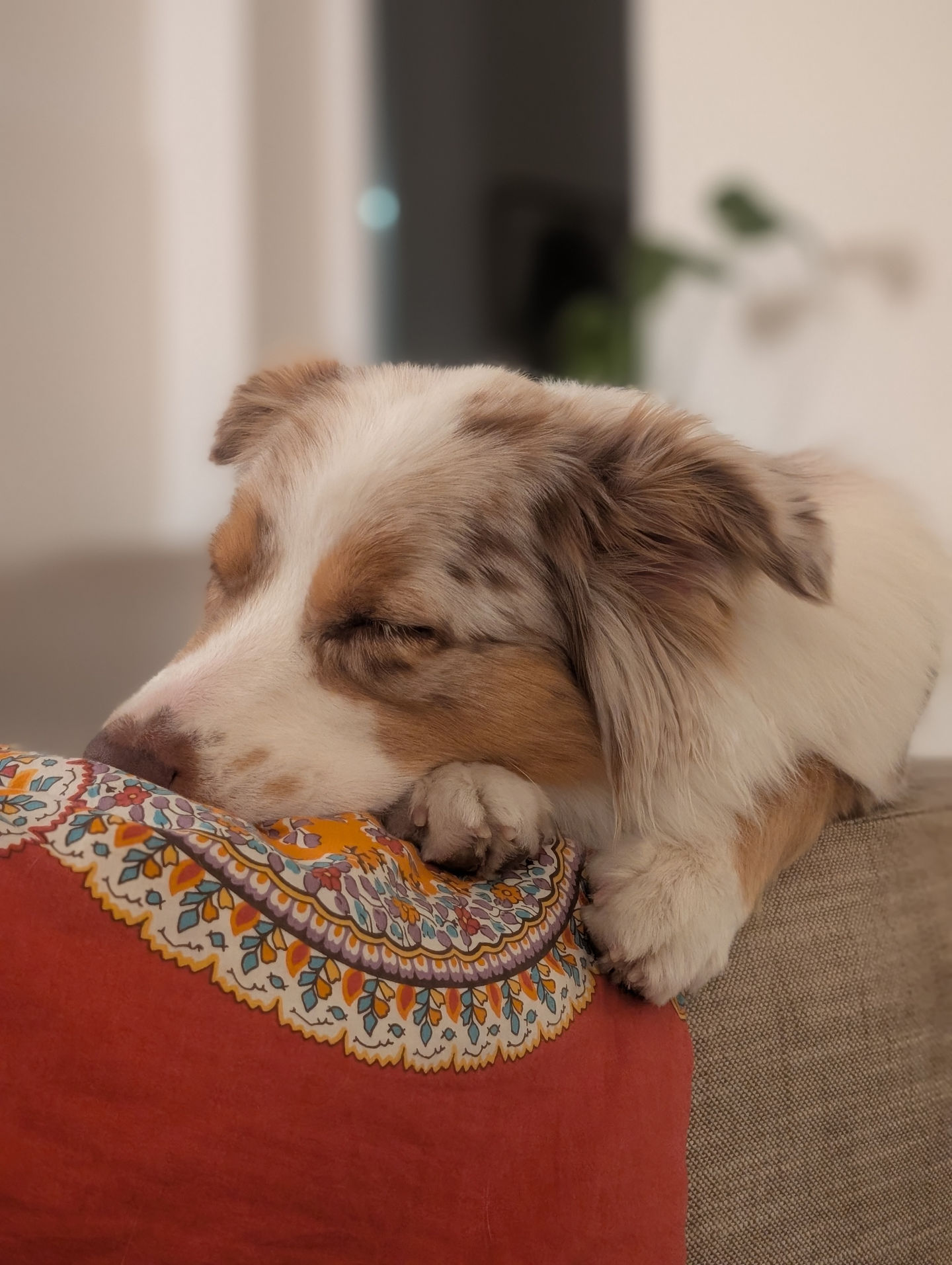 Frieda vom 13.07.2025