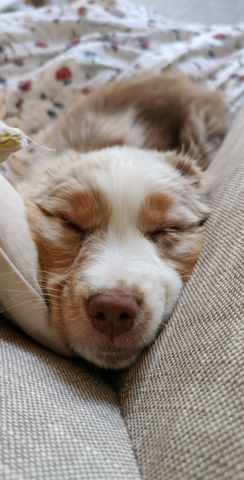 Frieda vom 08.09.2025