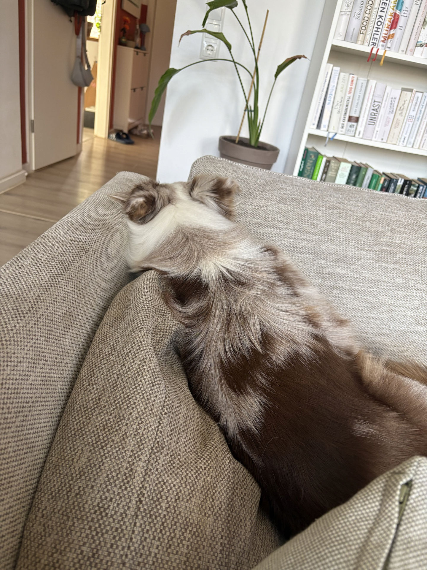 Frieda vom 01.03.2026