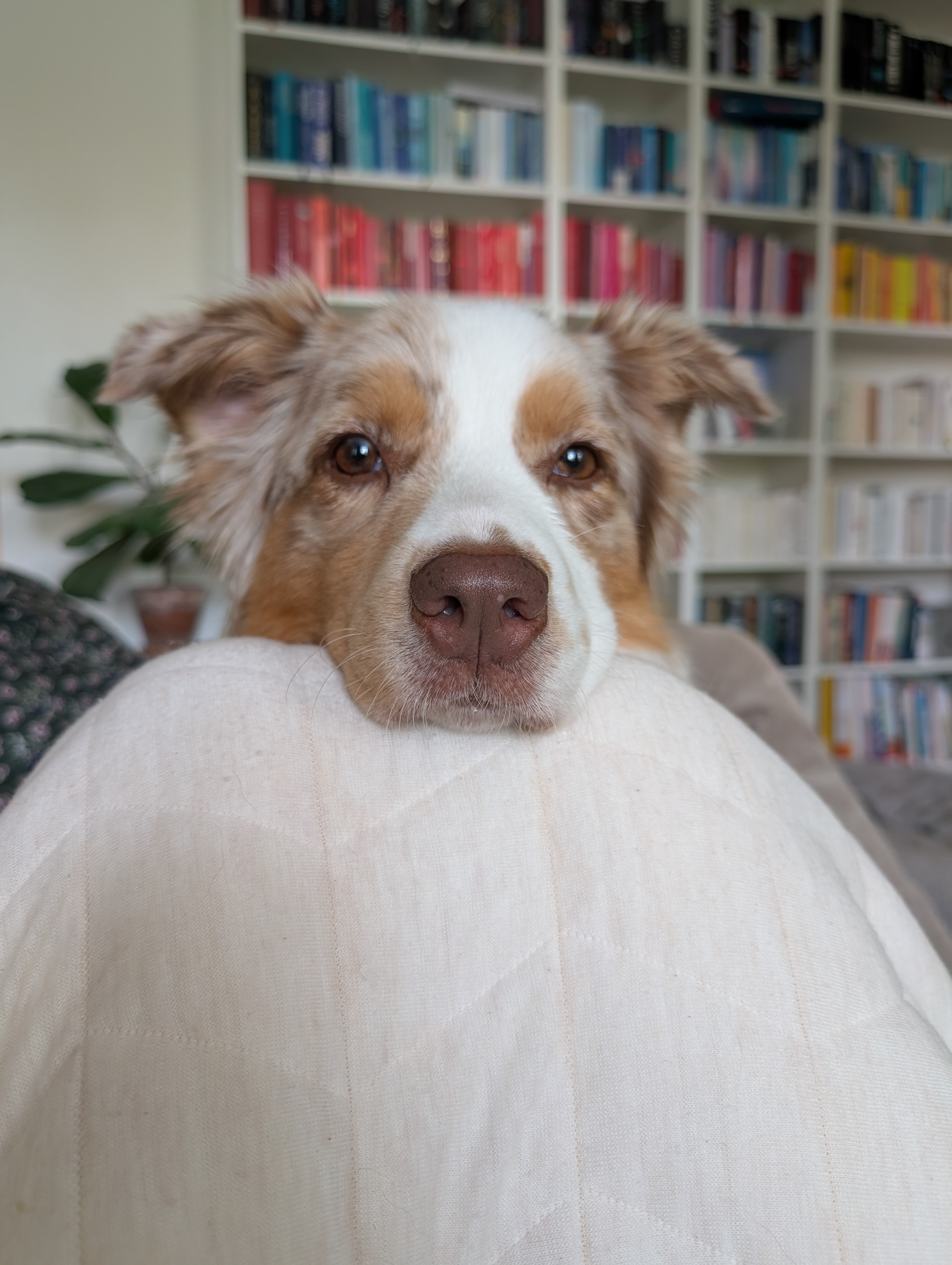 Frieda vom 26.09.2026