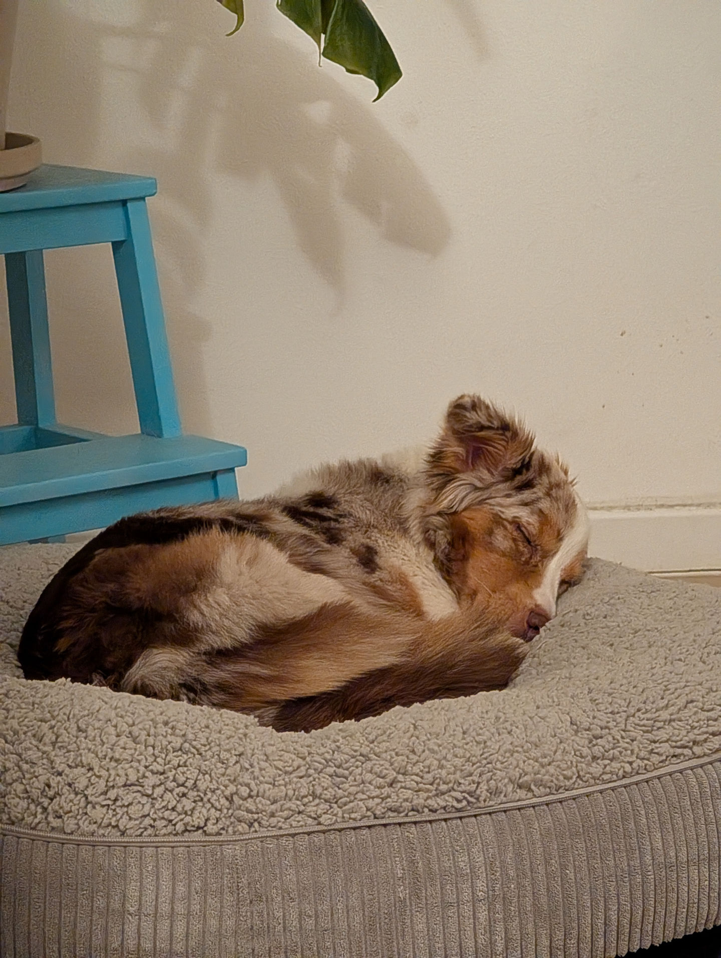 Frieda vom 11.02.2026