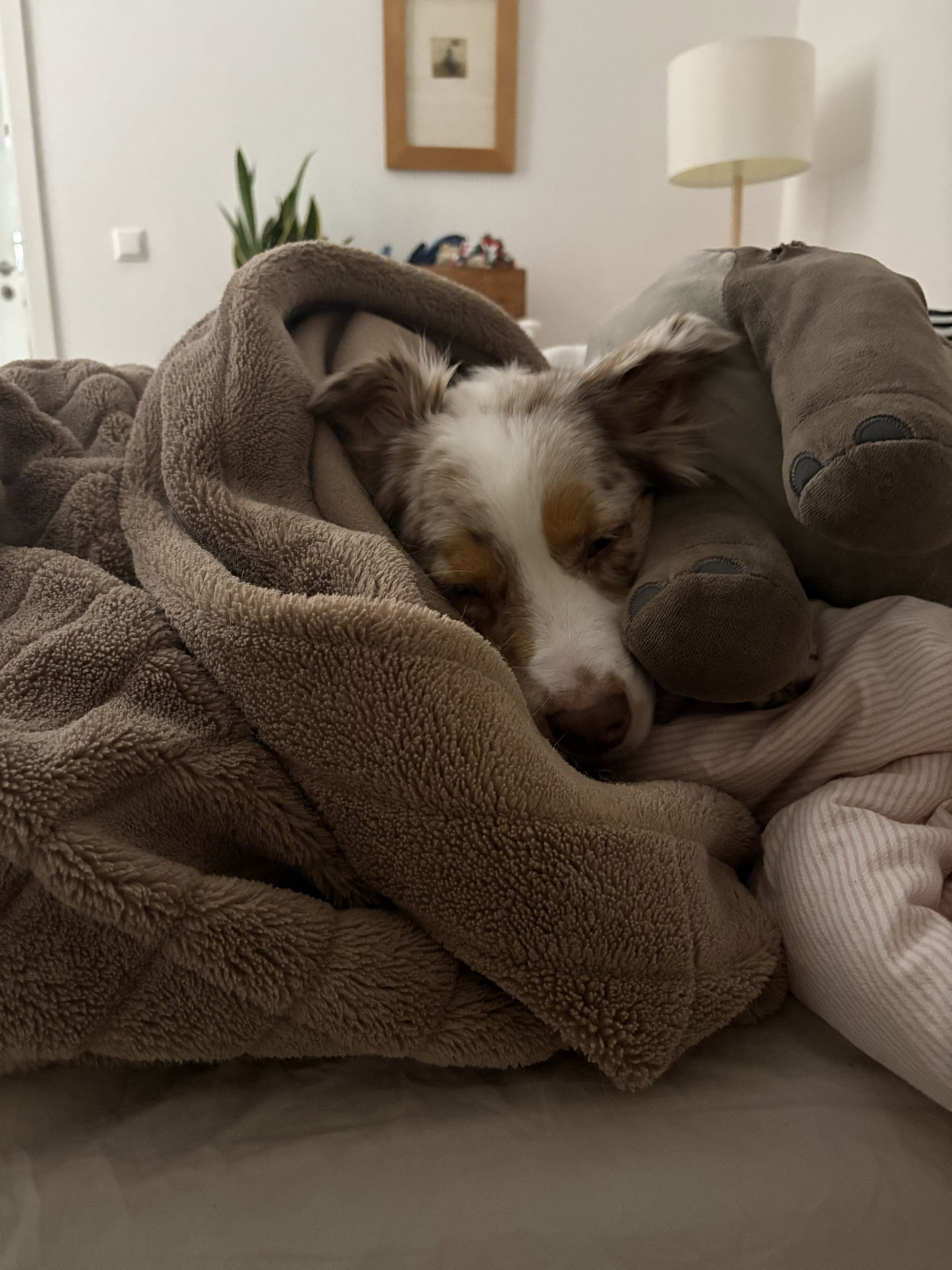 Frieda vom 25.02.2026