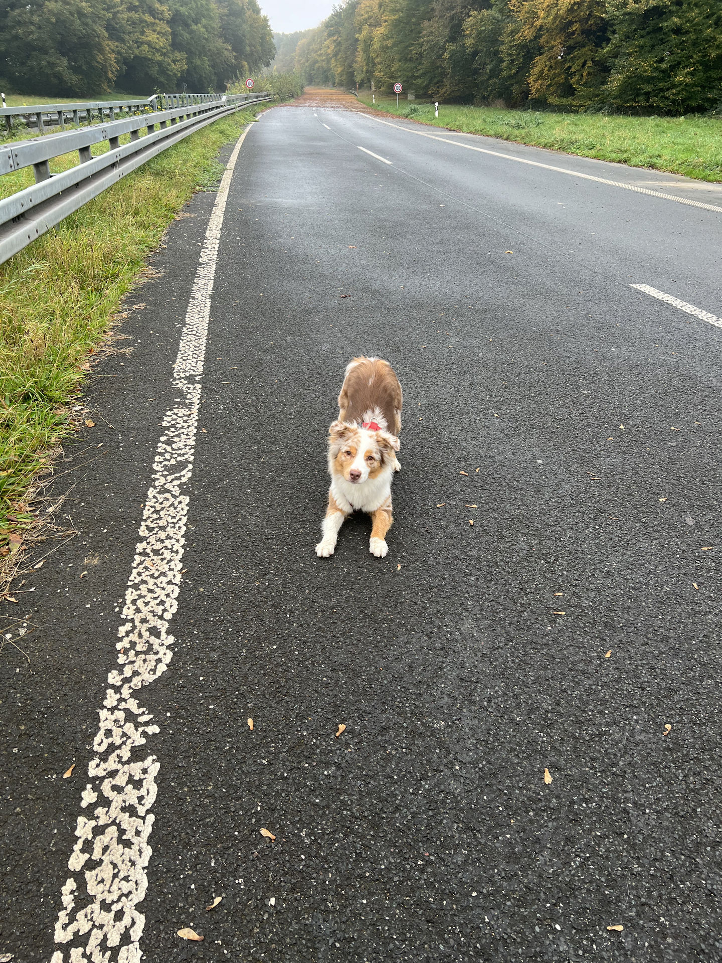 Frieda vom 27.10.2024