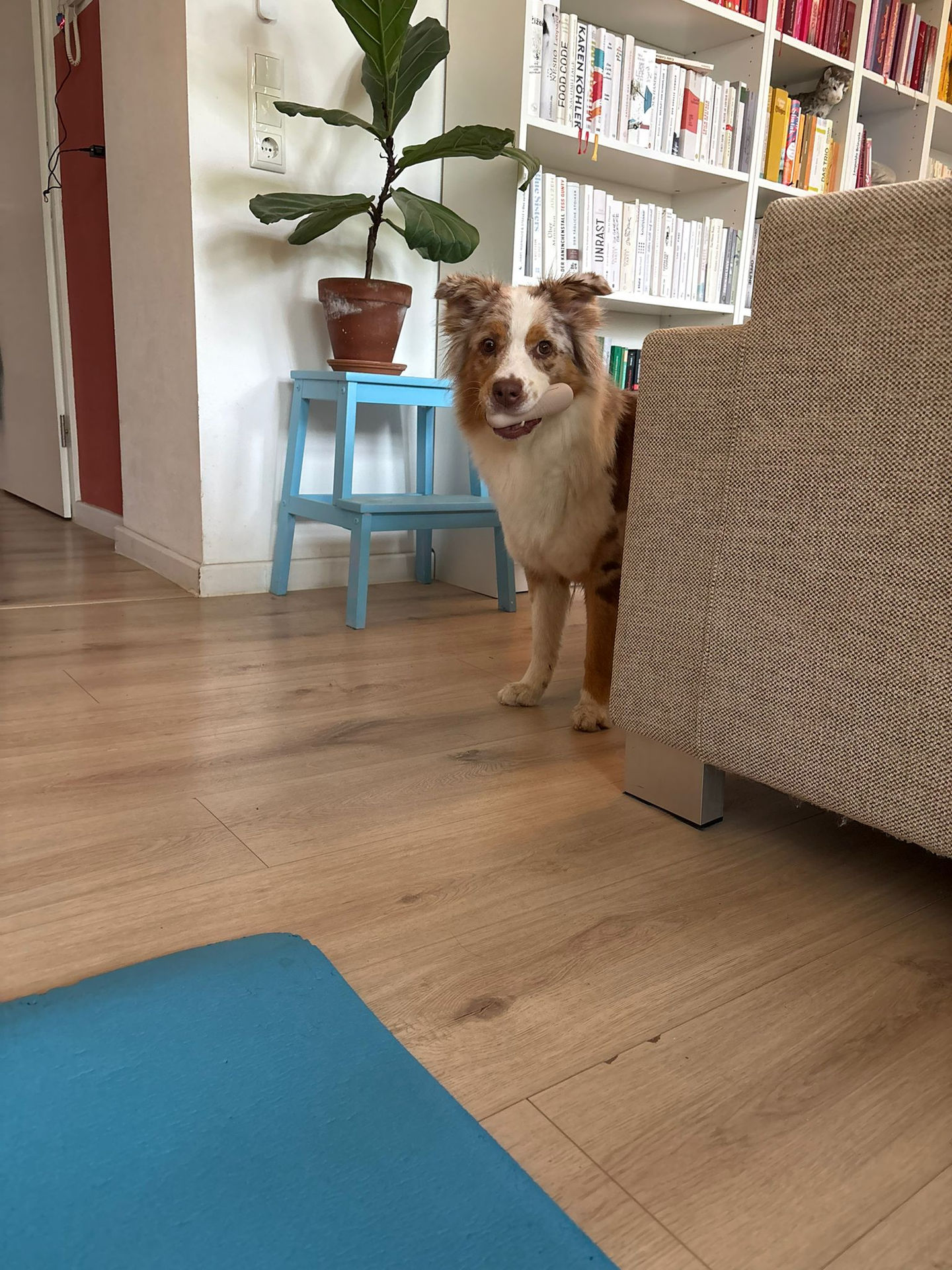 Frieda vom 06.05.2026