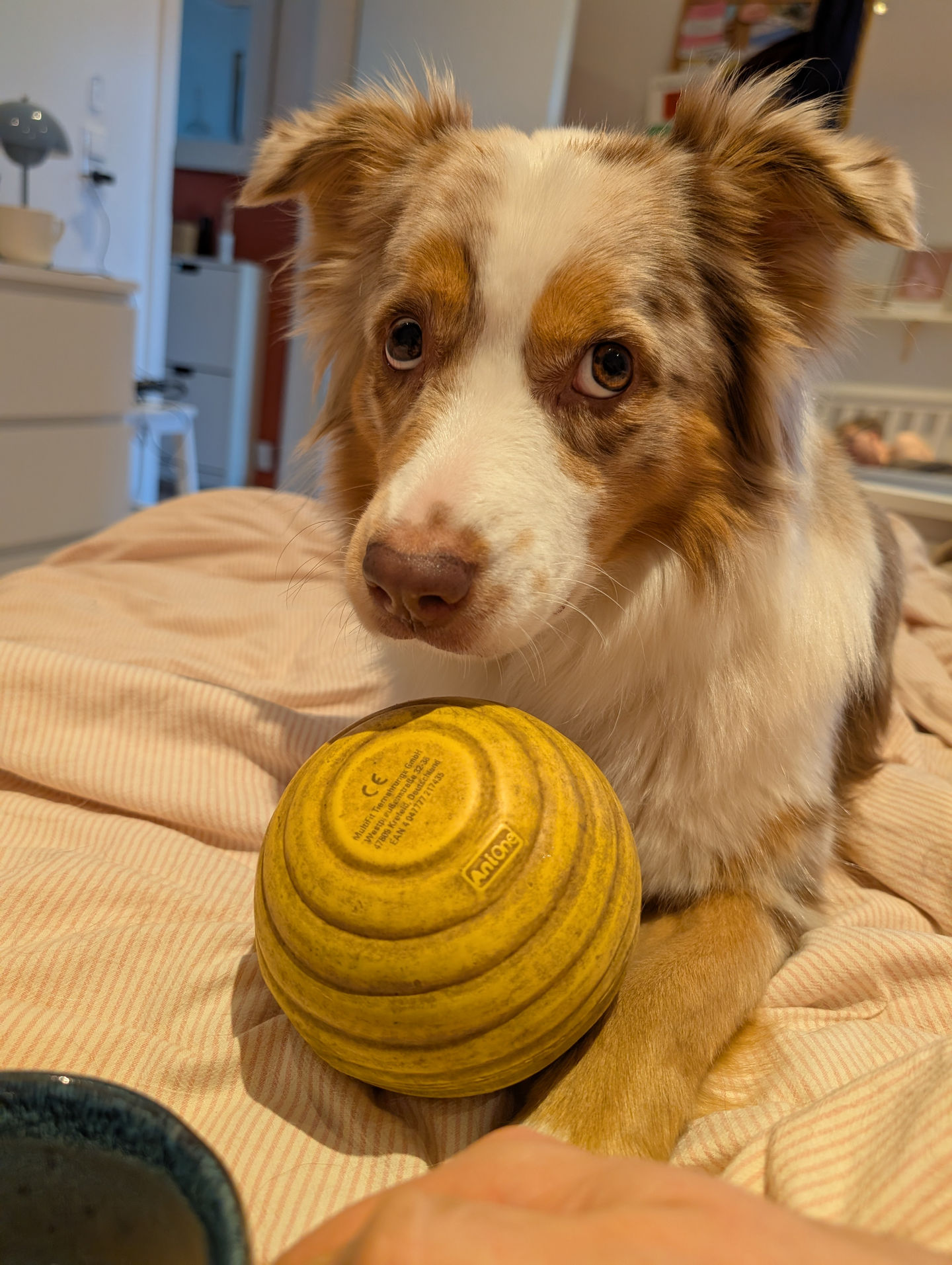 Frieda vom 25.02.2026